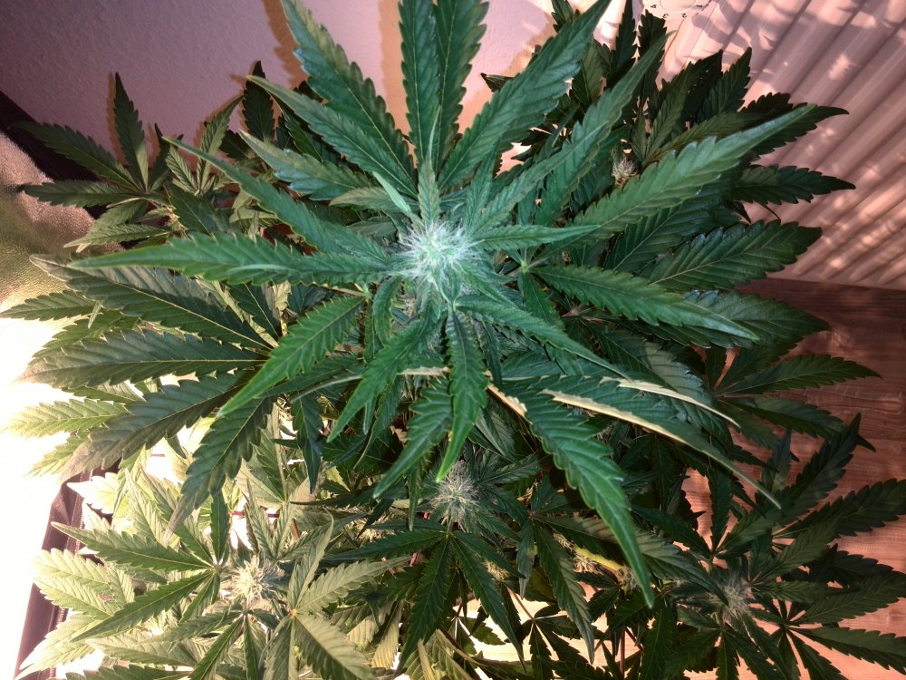 Industrial Plant CBD Day 34 (1).jpg