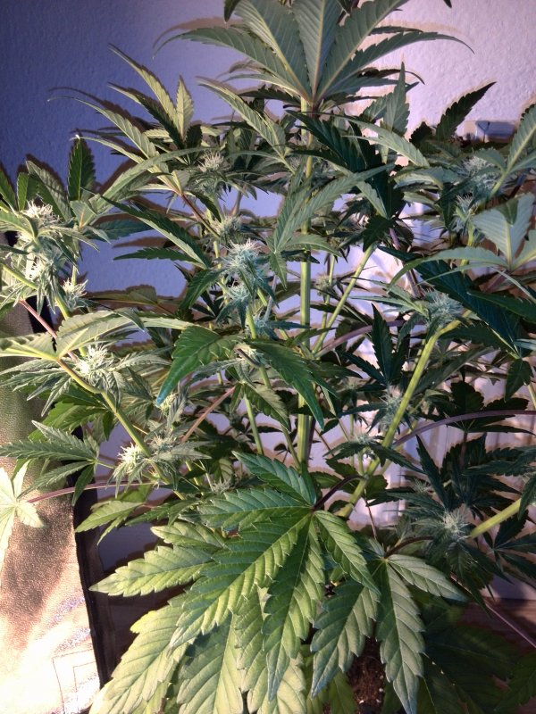 Industrial Plant CBD Day 34 (3).jpg