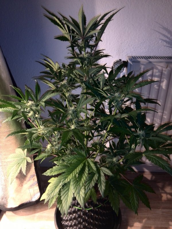 Industrial Plant CBD Day 34 (4).jpg