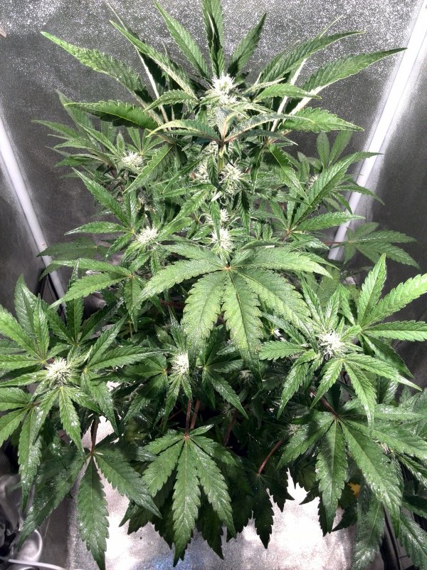 Industrial Plant CBD Day 34 (6).jpg