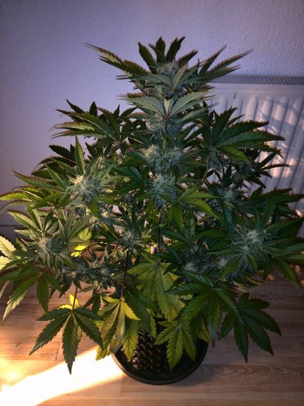 Industrial Plant CBD Day 41 (1).jpg