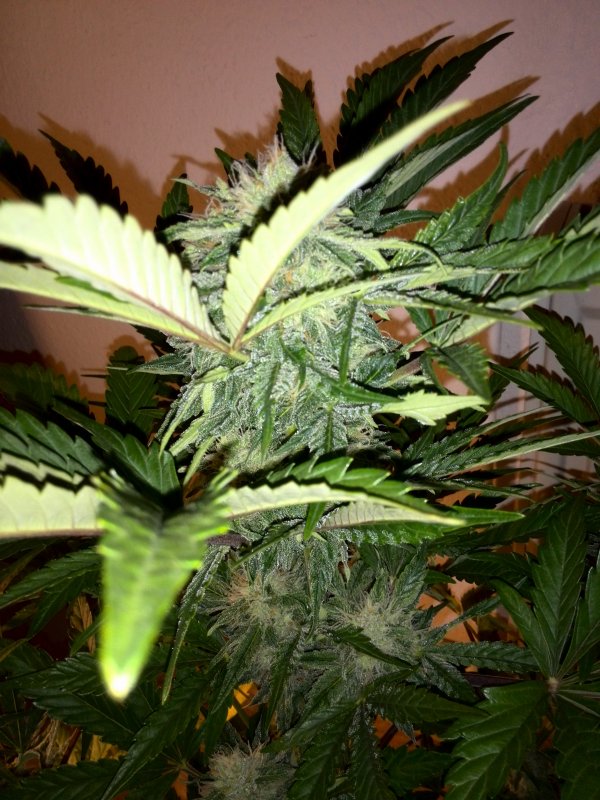 Industrial Plant CBD Day 41 (2).jpg