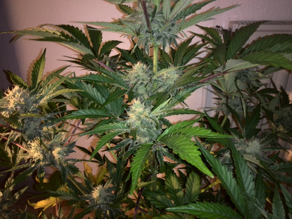 Industrial Plant CBD Day 41 (4).jpg