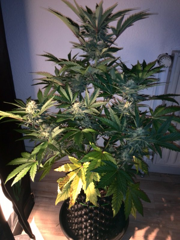 Industrial Plant CBD Day 41 (6).jpg