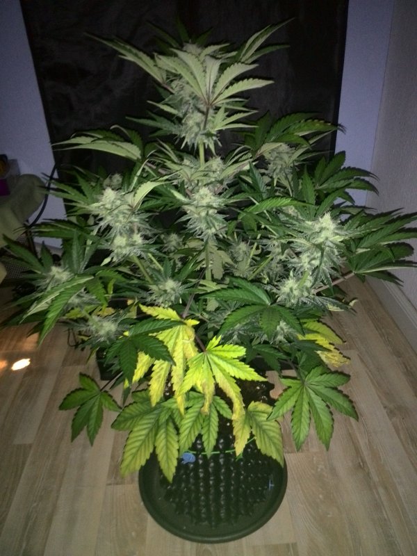 Industrial Plant CBD Day 41 (7).jpg