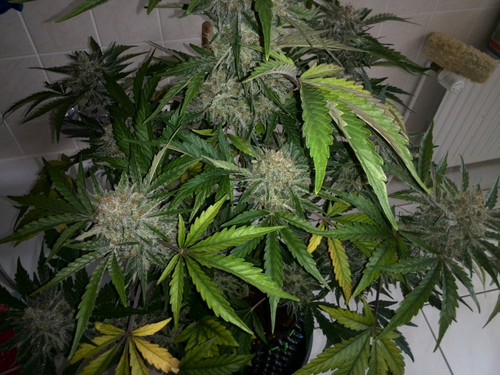 Industrial Plant CBD Day 54 (4).jpg