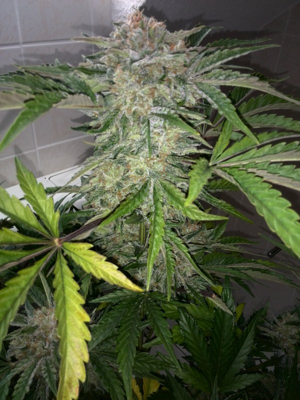 Industrial Plant CBD Day 54 (6).jpg