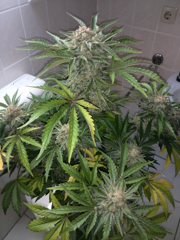 Industrial Plant CBD Day 54 (8).jpg