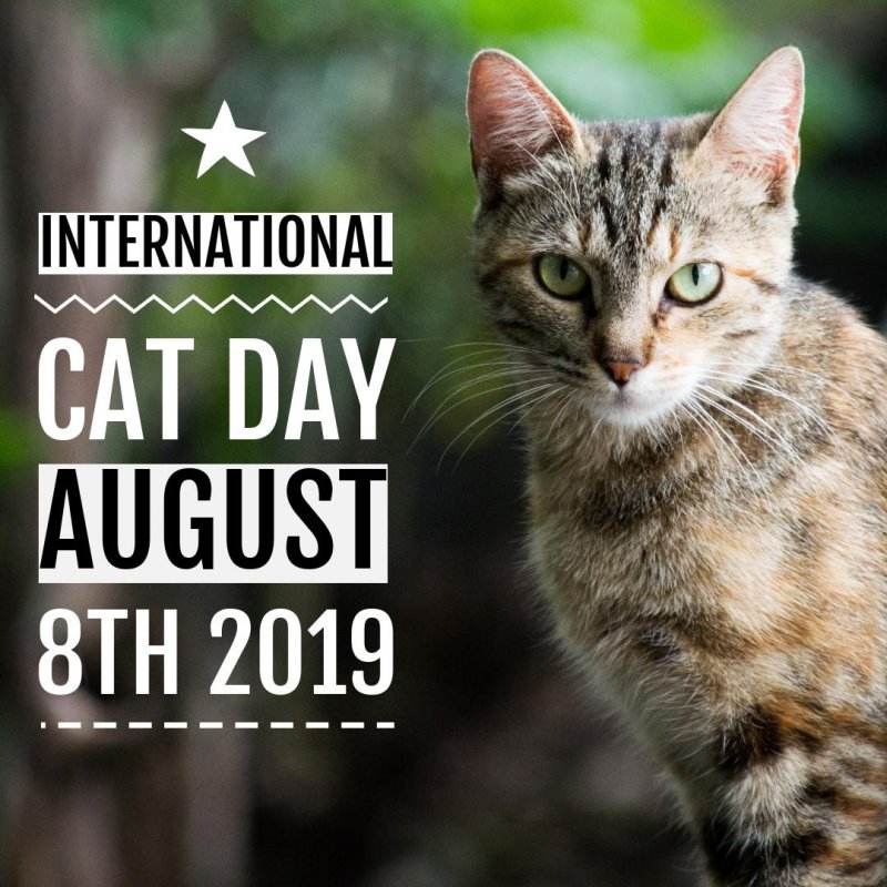 international-cat-day-6.jpg