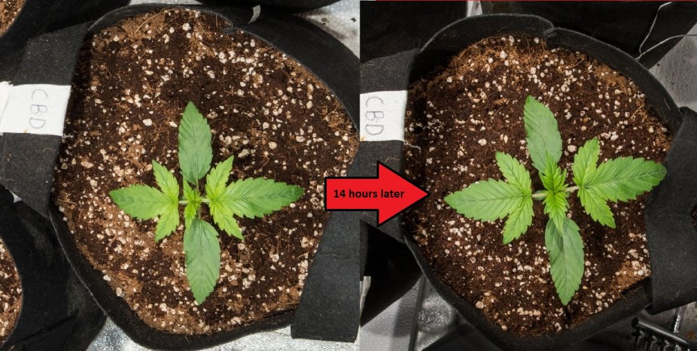 IPCBD-1594-1daygrow.jpg