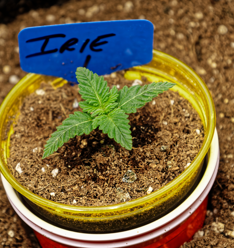 Irie 1 Angle Day 9 Veg 2 Pics.jpg