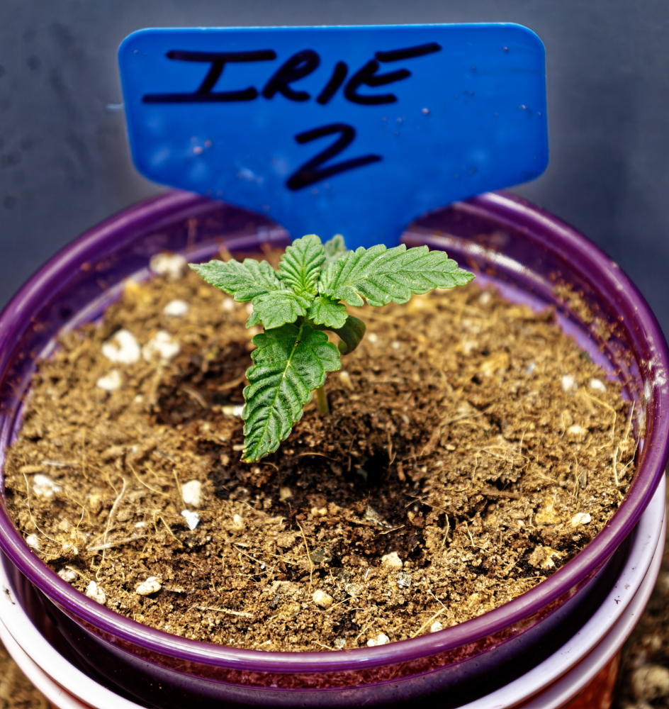 Irie 2 Angle Day 9 Veg 2 Pics.jpg