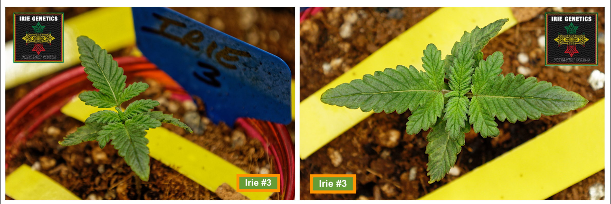 Irie 3 Day 13 Pairs.png