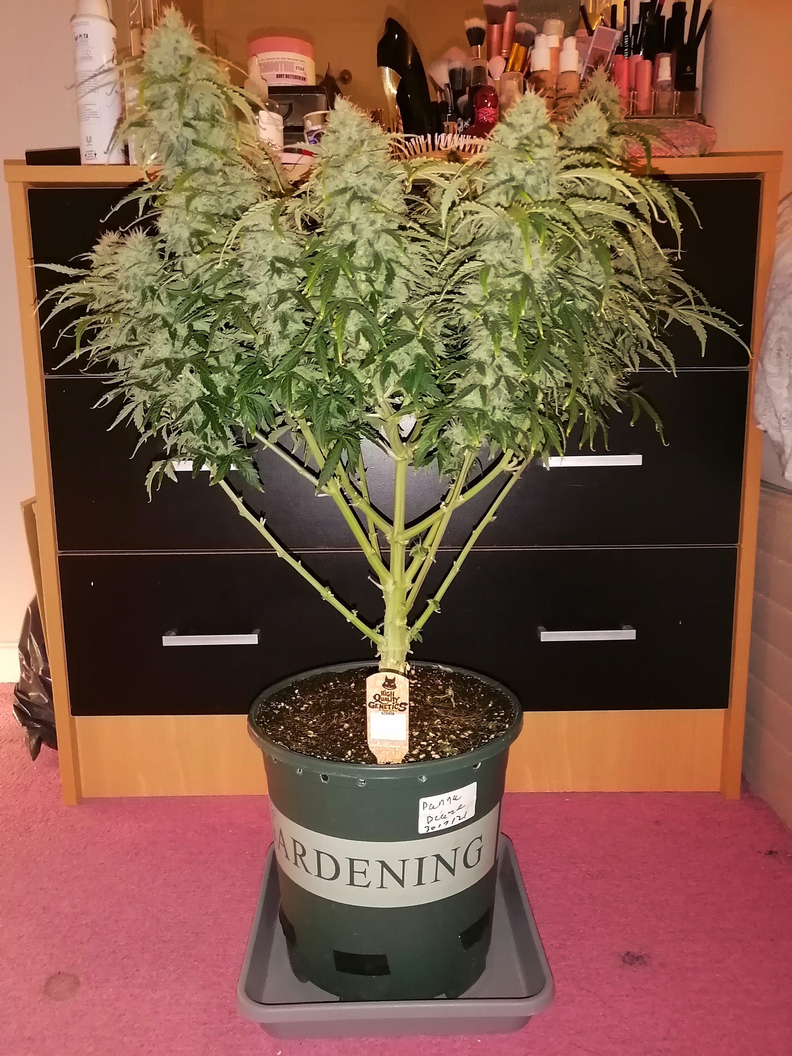 JACK HERER DAY 80.jpg