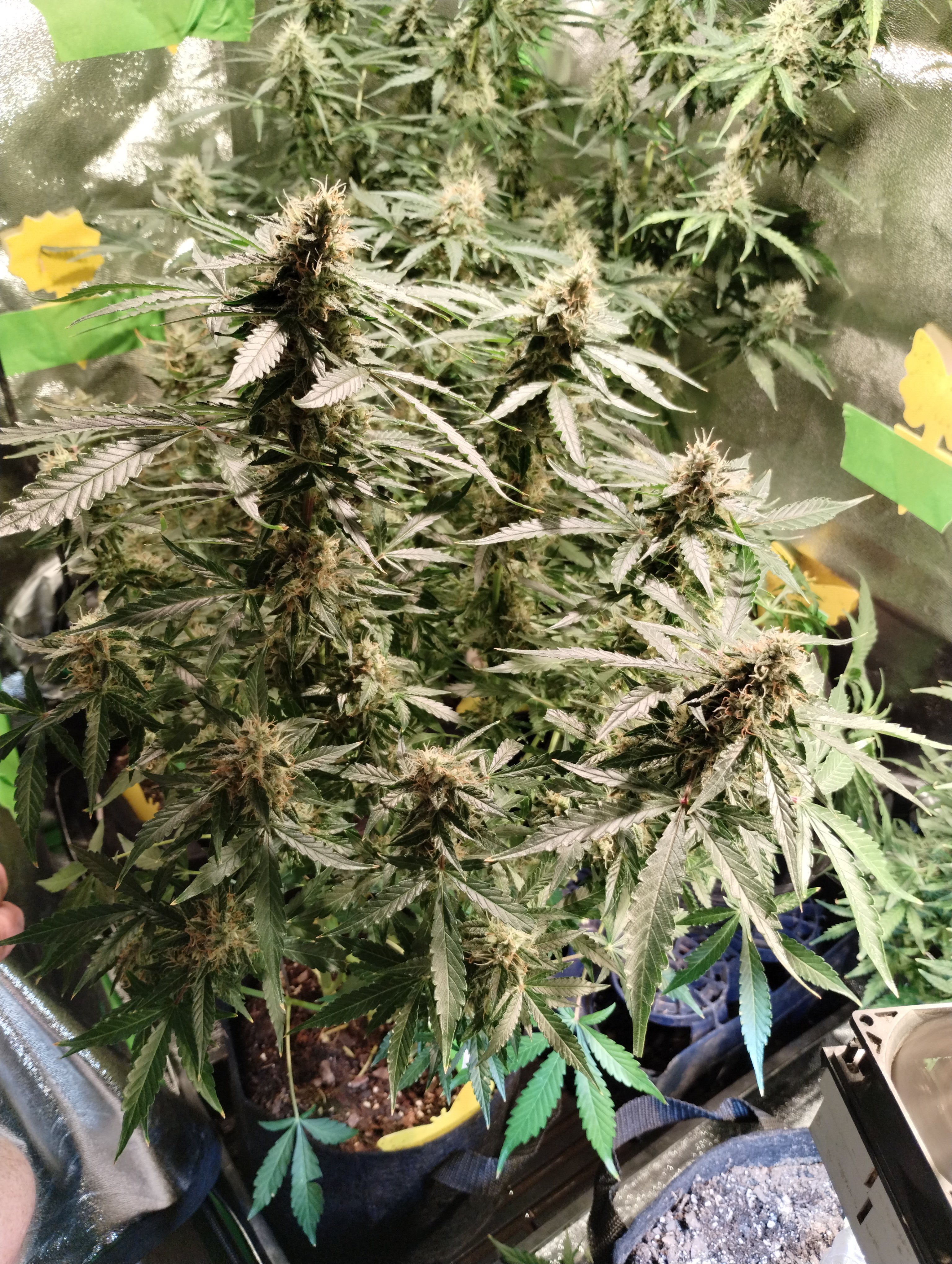 jack herer day 80.jpg