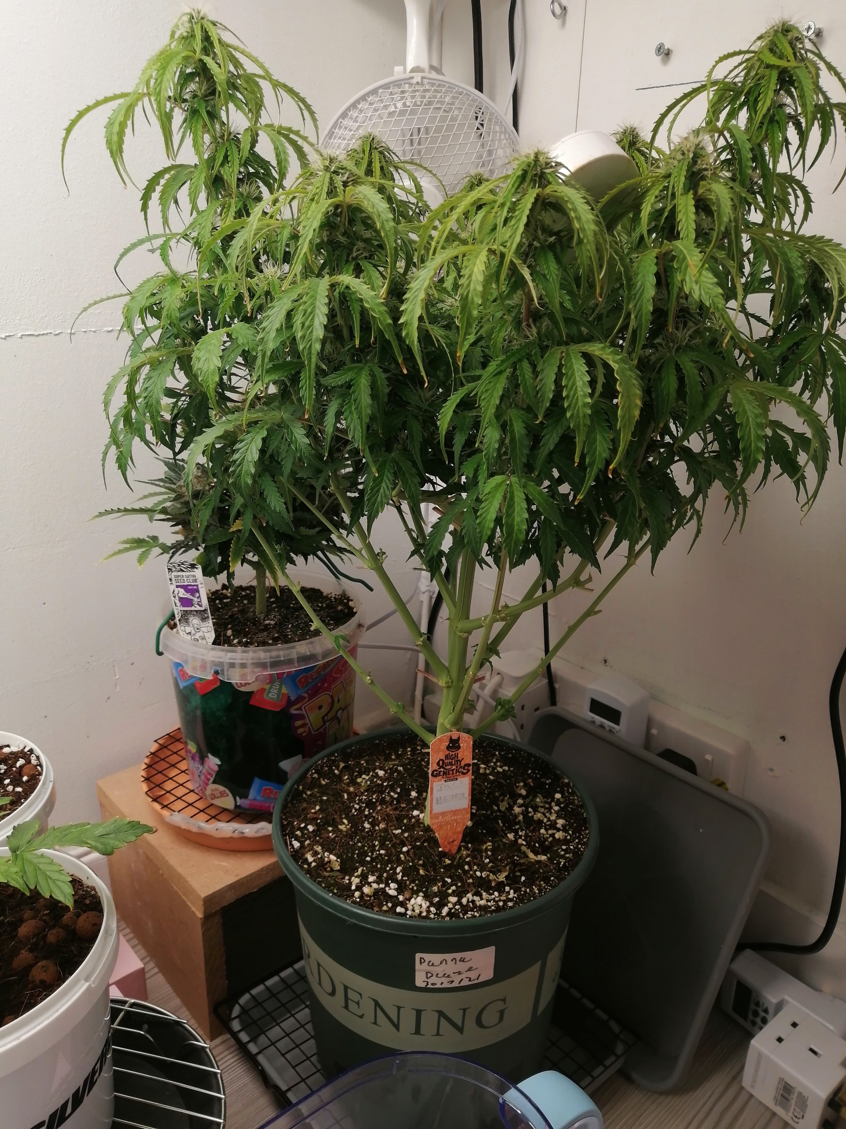 Jack herer Day55.jpg