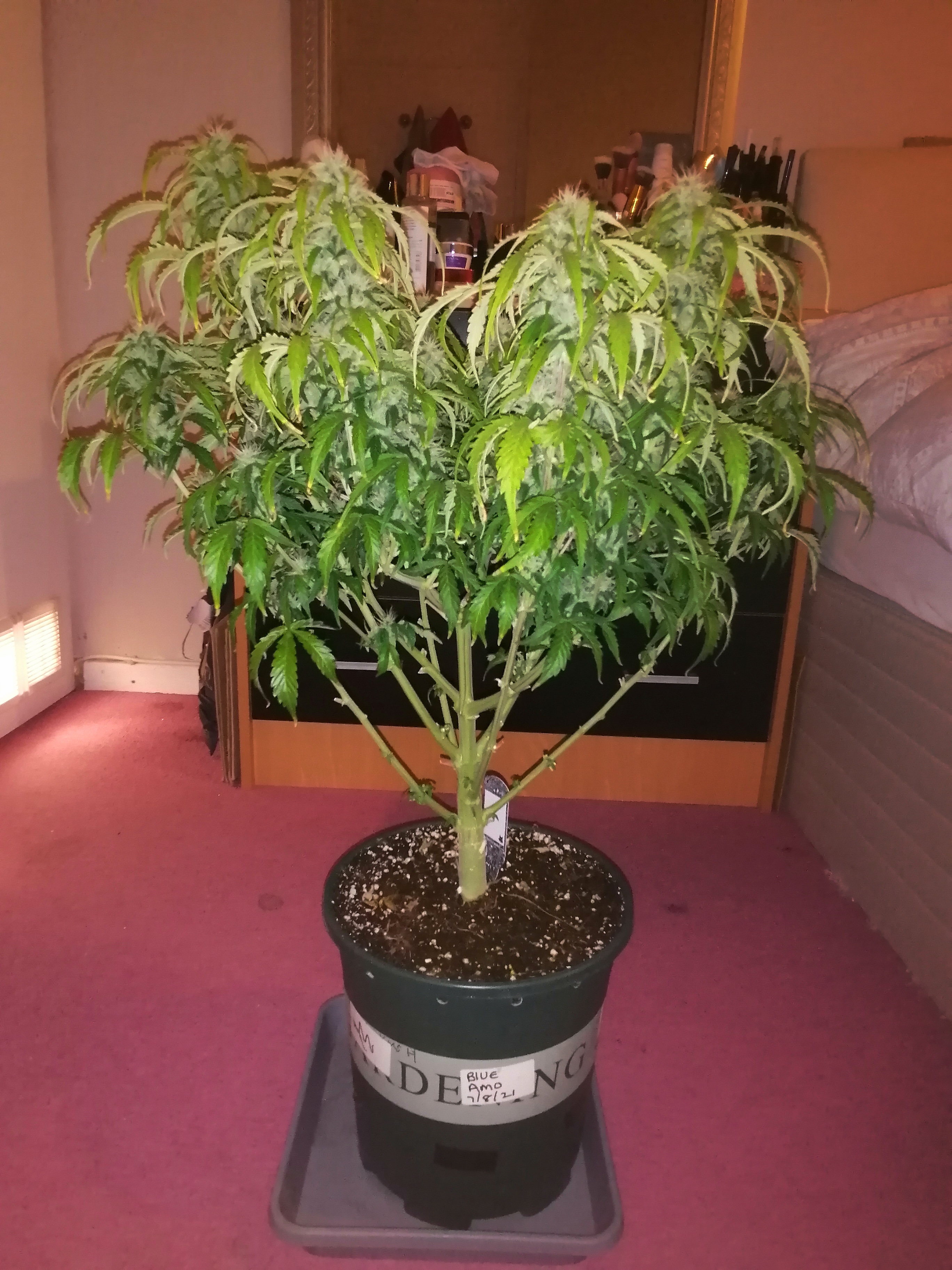 Jack Herer DAY60.jpg