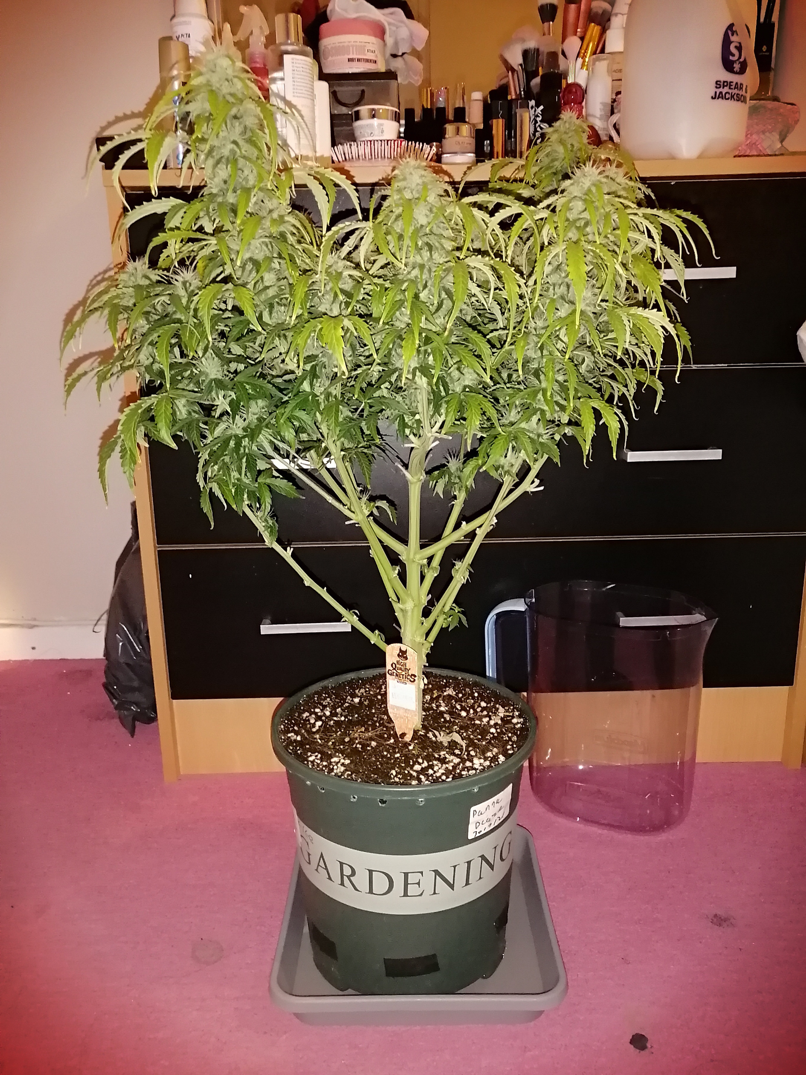 jack herer Day65.jpg