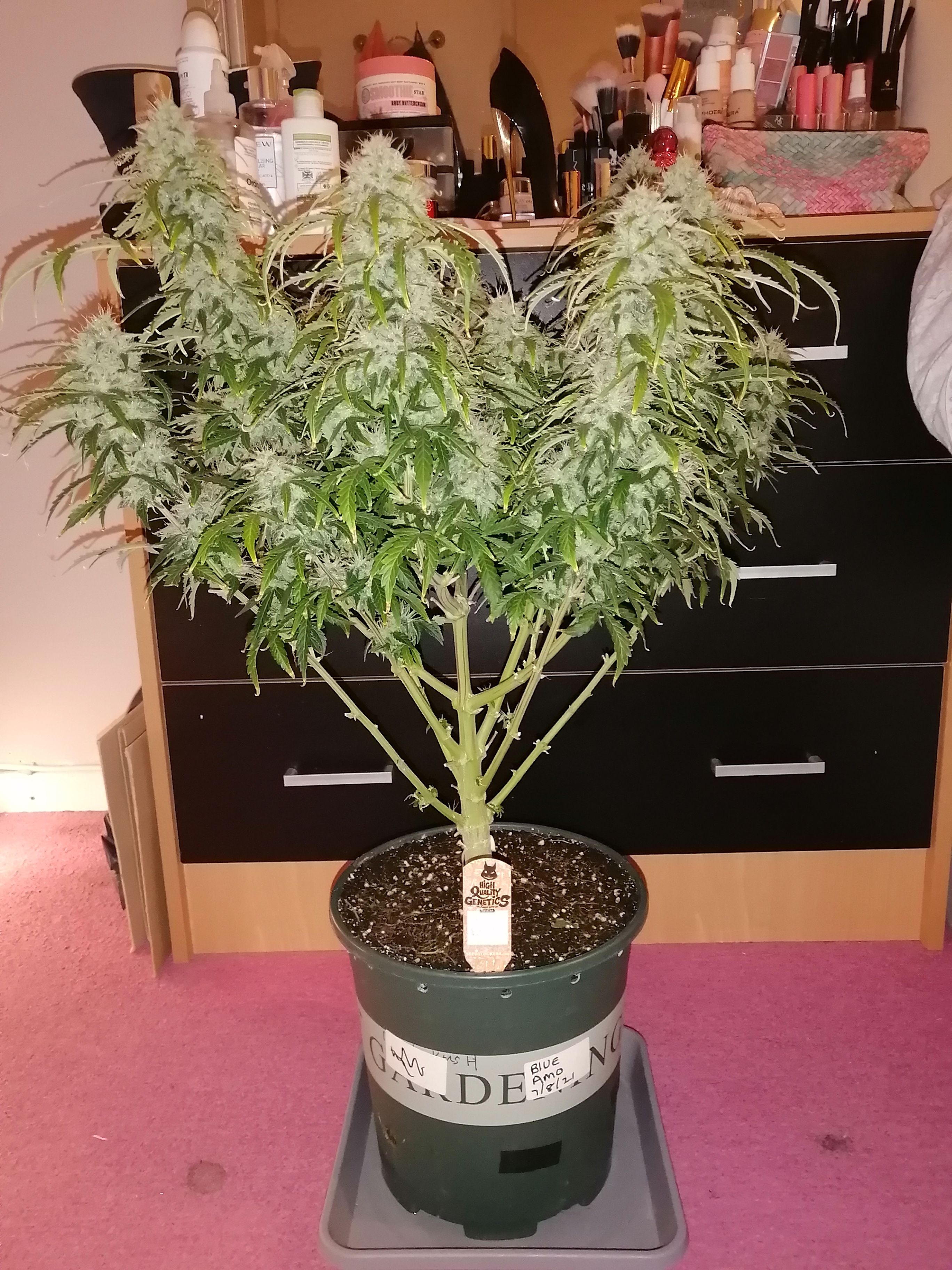 Jack Herer DAY75.jpg