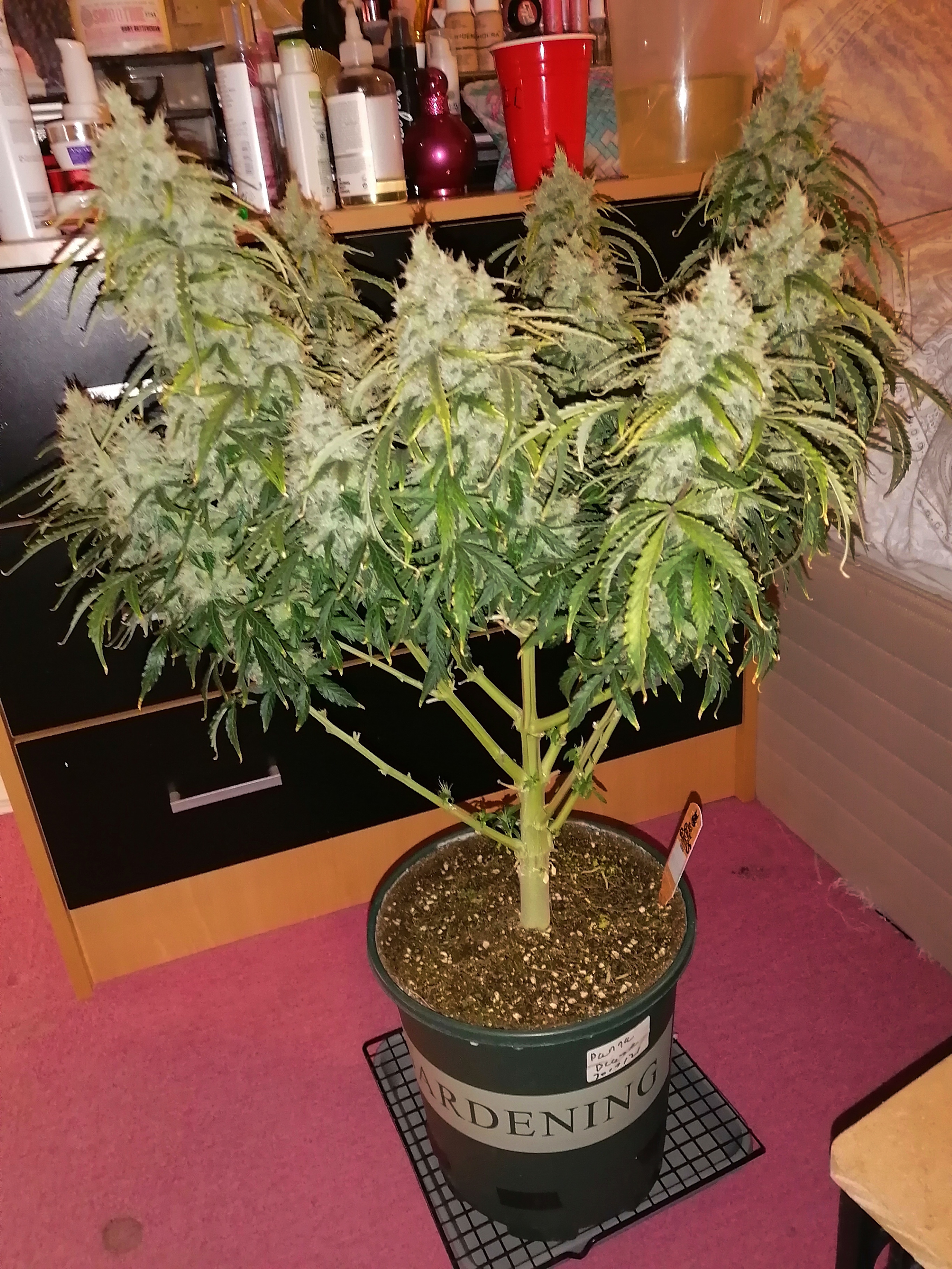 JACK HERER DAY90.jpg