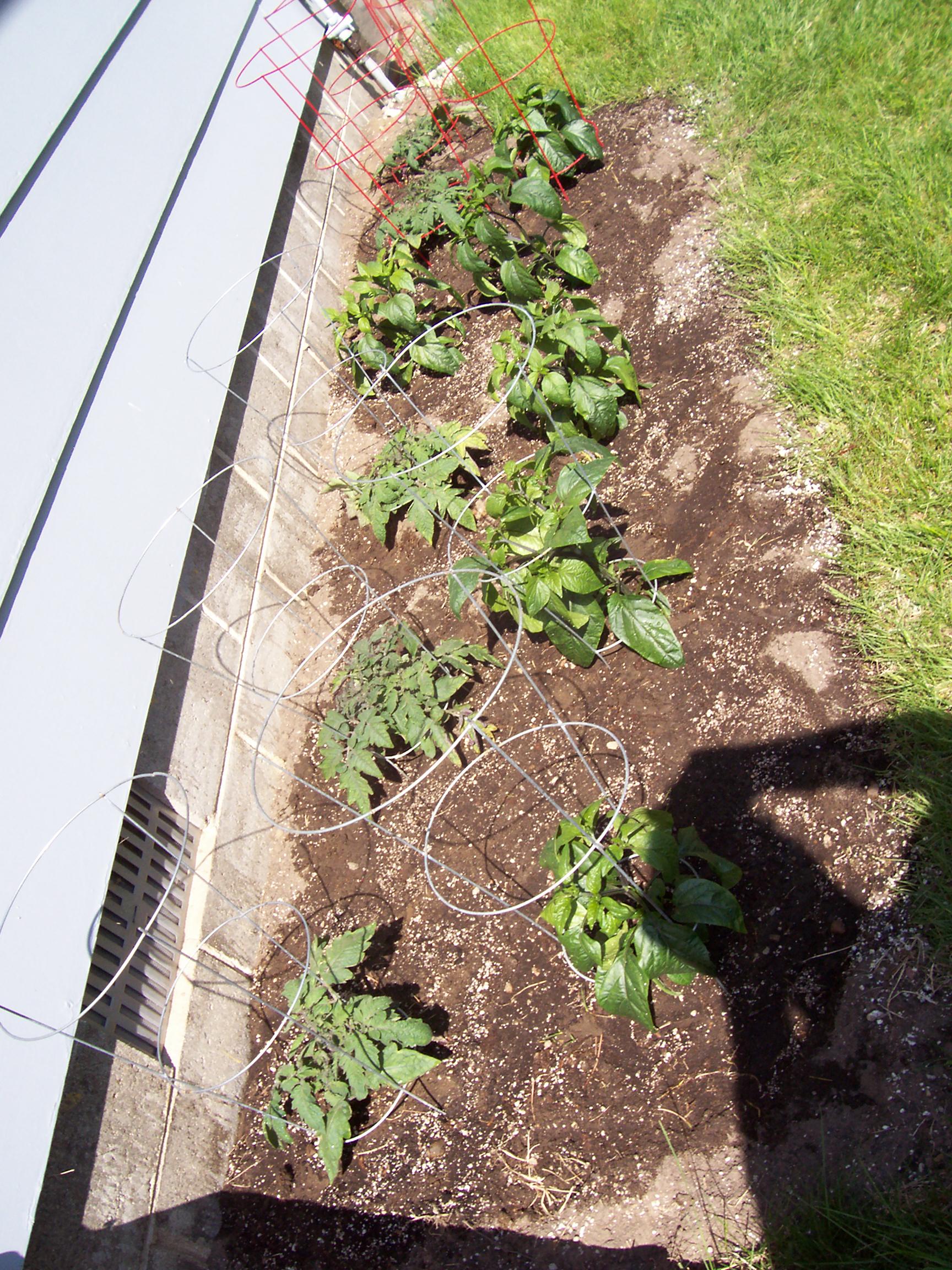 Jalepeno and tomatoes.JPG