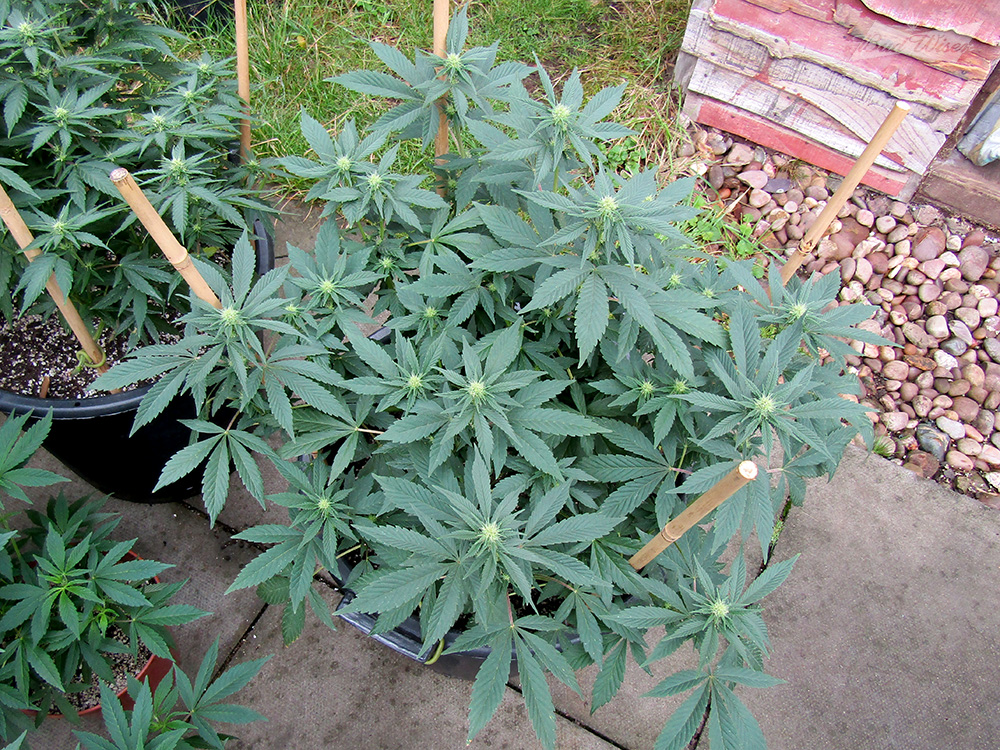 Jamaican-bucket-3wks-flower.jpg