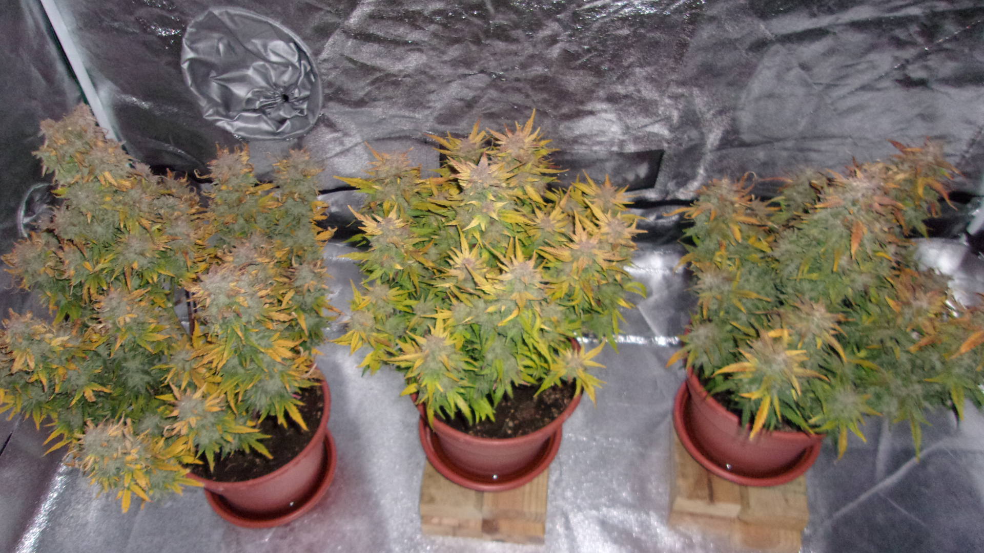 Jeano's Genetics Blue Dog auto's.JPG