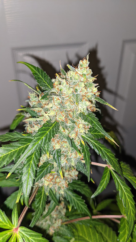 Juicy Lucy Bud Shot 5302019.jpg