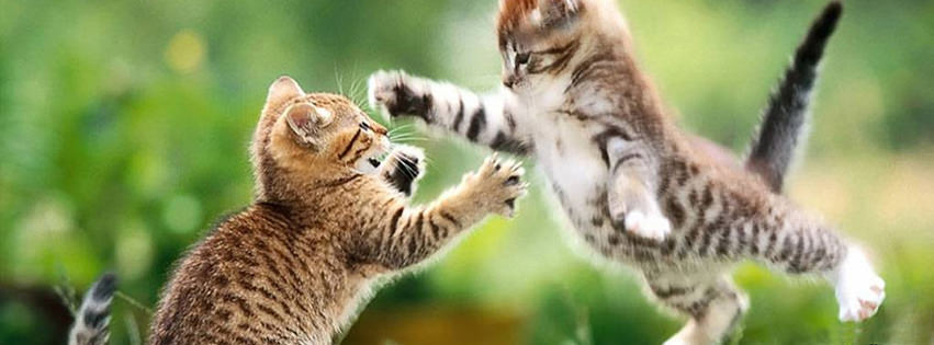 jumping-cats-facebook-cover.jpg