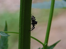 jumping spider.JPG