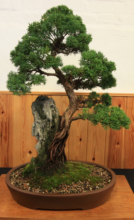 Juniper-over-rock_A.jpg