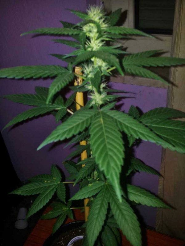 Kandydawg f1 Seedplant (1).JPG