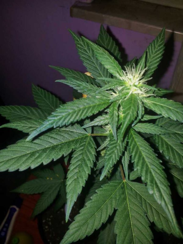 Kandydawg f1 Seedplant (2).JPG