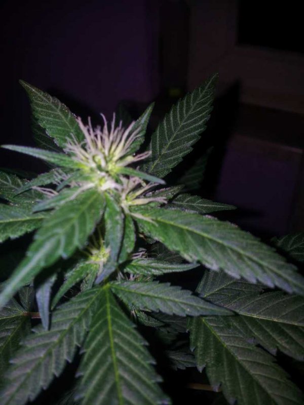 Kandydawg f1 Seedplant (3).JPG