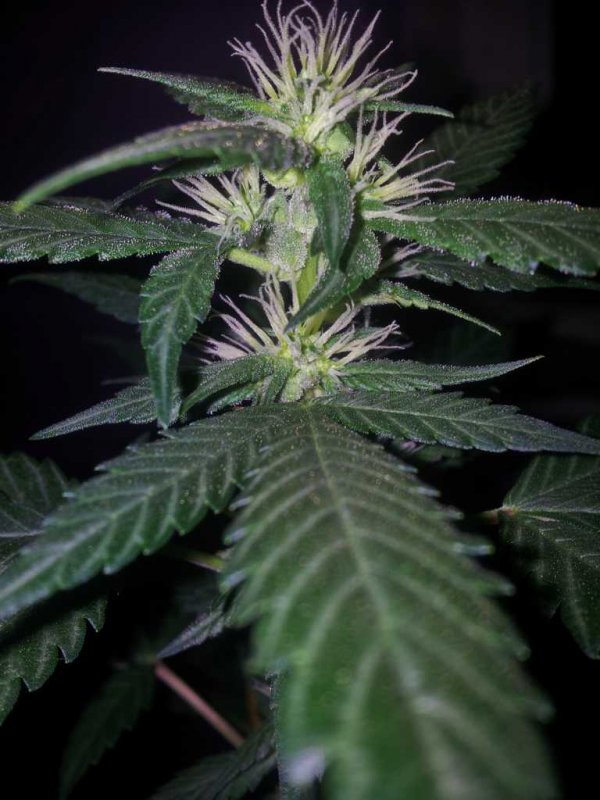 Kandydawg f1 Seedplant (4).JPG