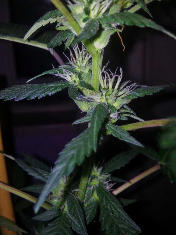 Kandydawg f1 Seedplant (5).JPG