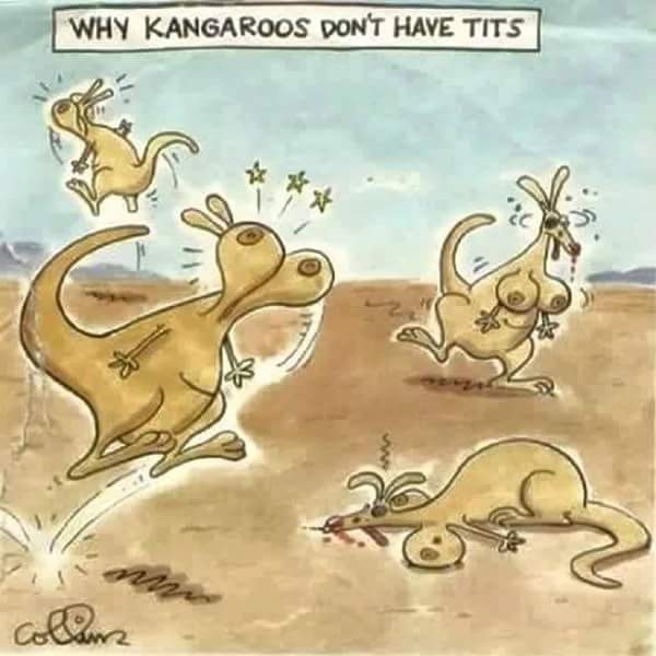 kangaroo tits.jpg