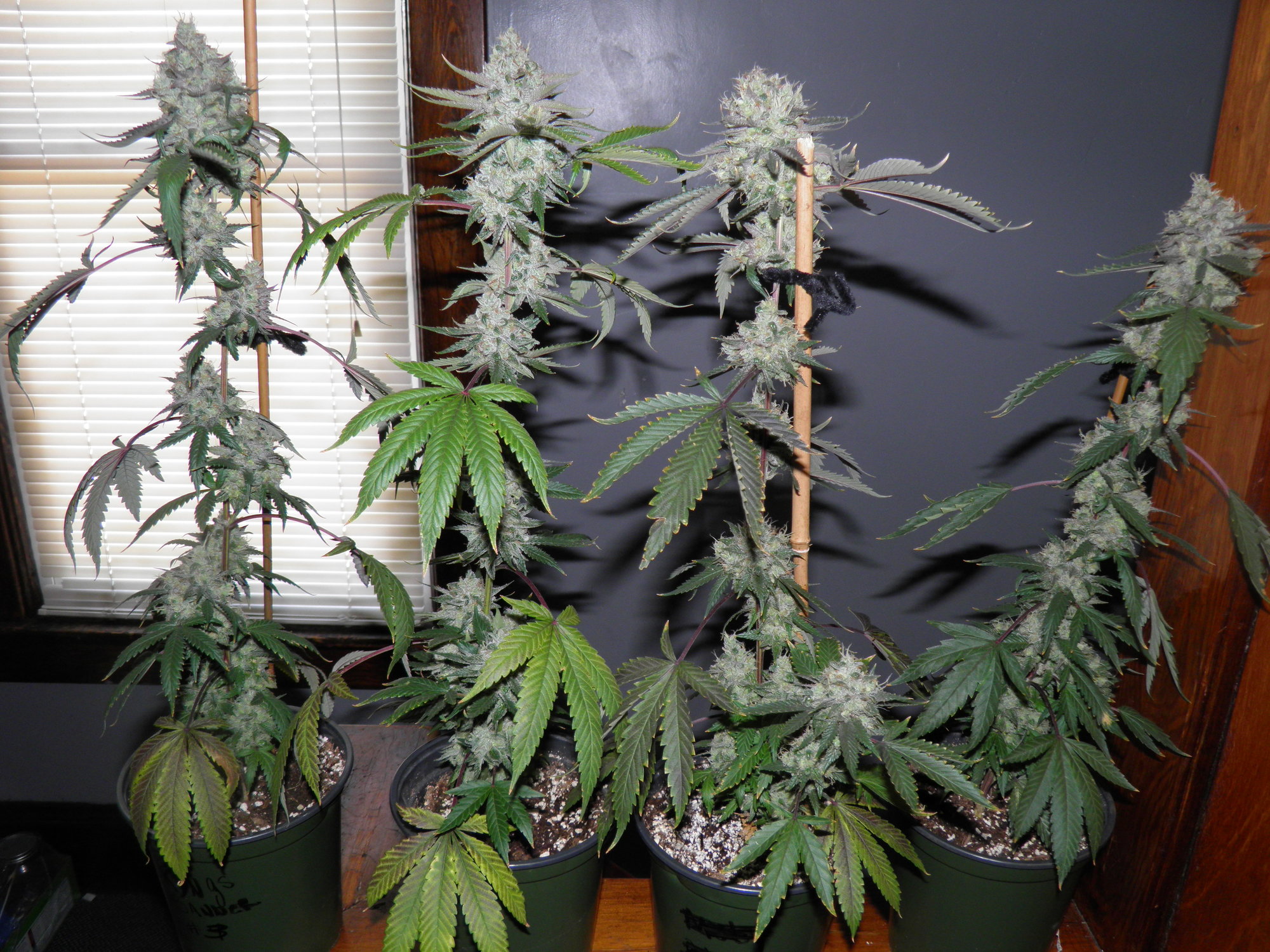 kb.flowering.clones.06.21.2020.JPG