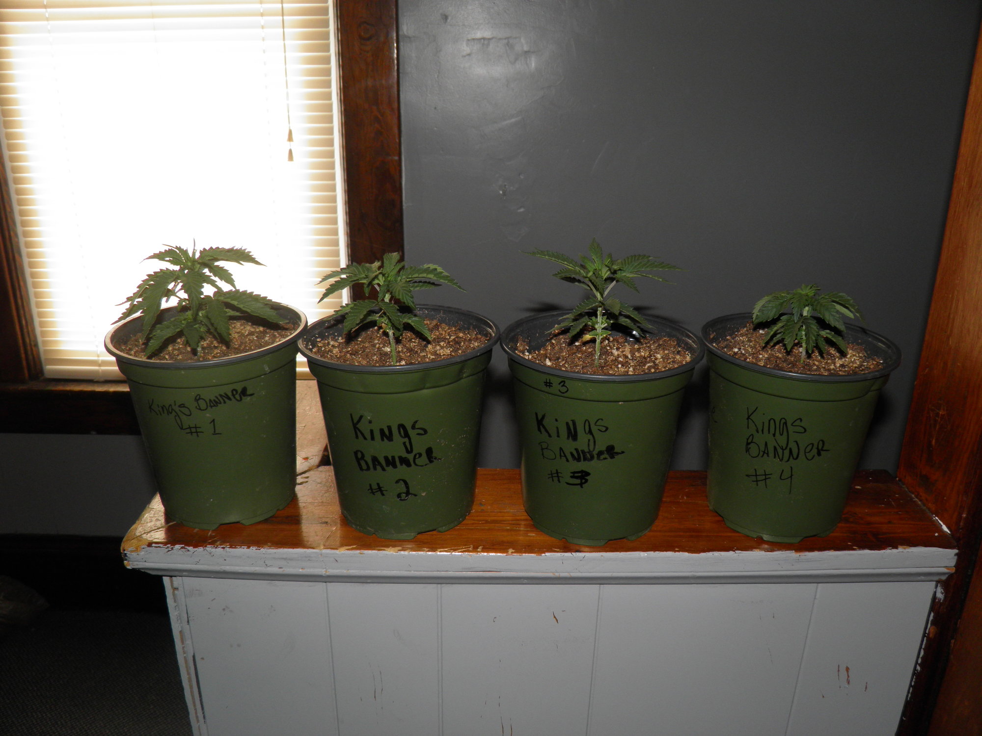 kb.seedlings.2.29.20..JPG