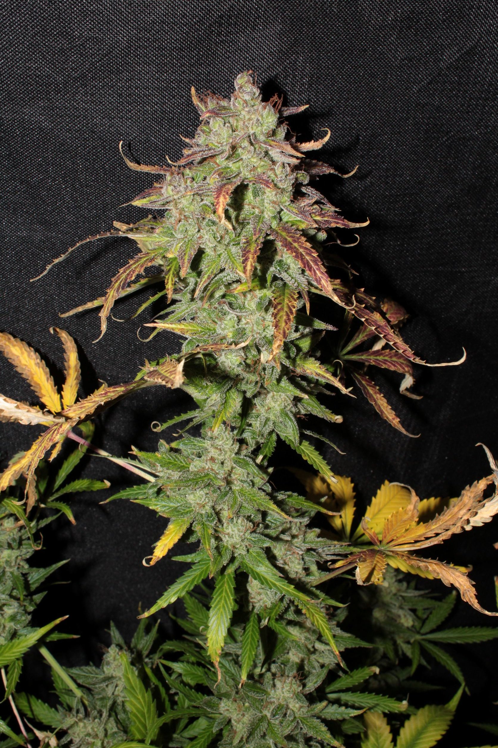 killer mandy 95 days bud4.JPG