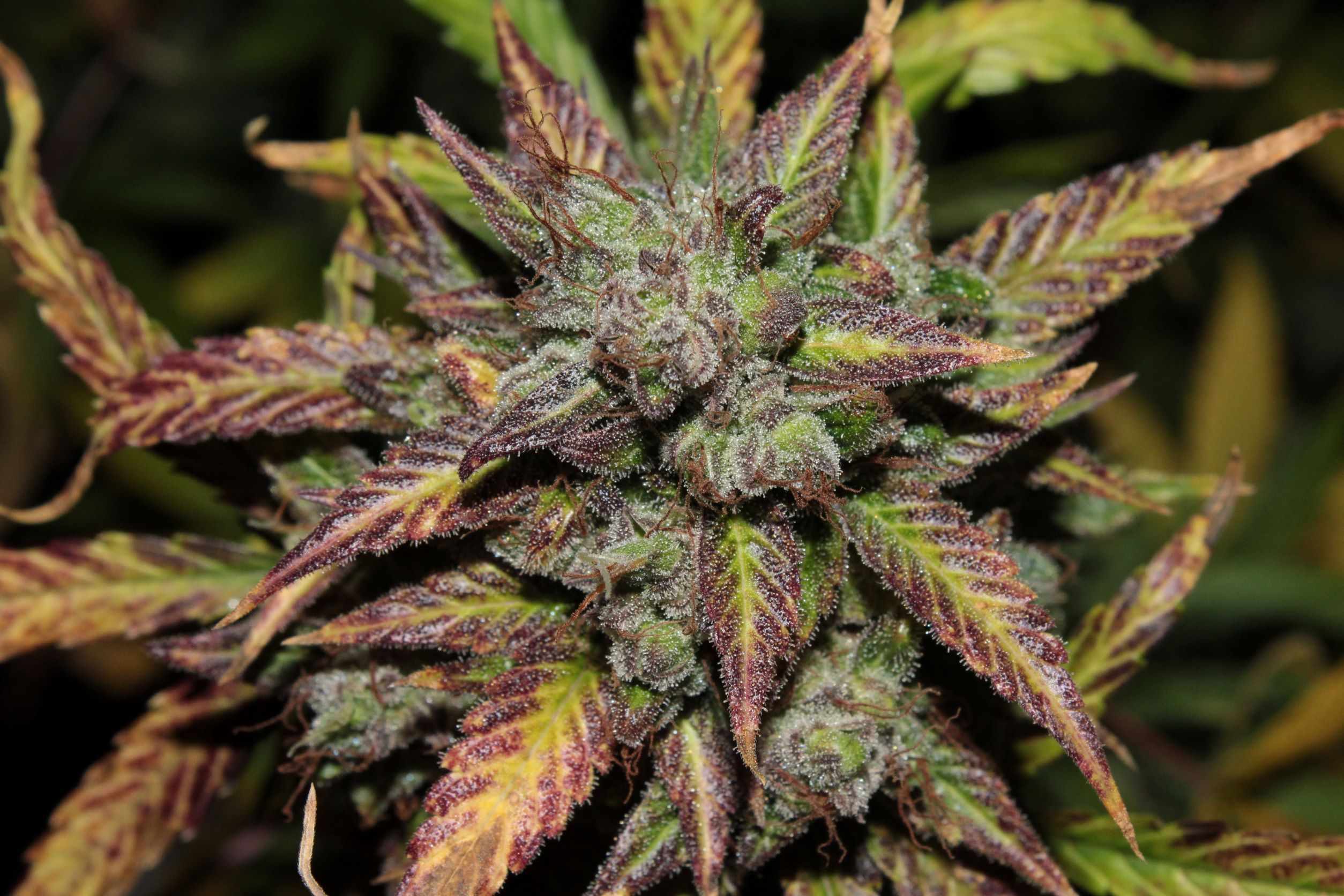 killer mandy 95 days bud5.JPG