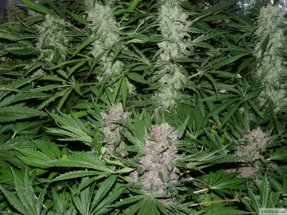 killing fields green n purple pheno.jpg