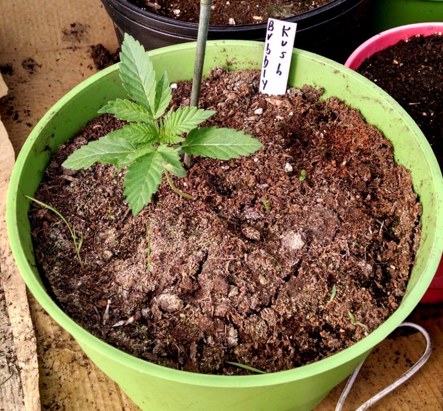 Kind test - soil only plant 1 pic1 -5-23-2016.jpg