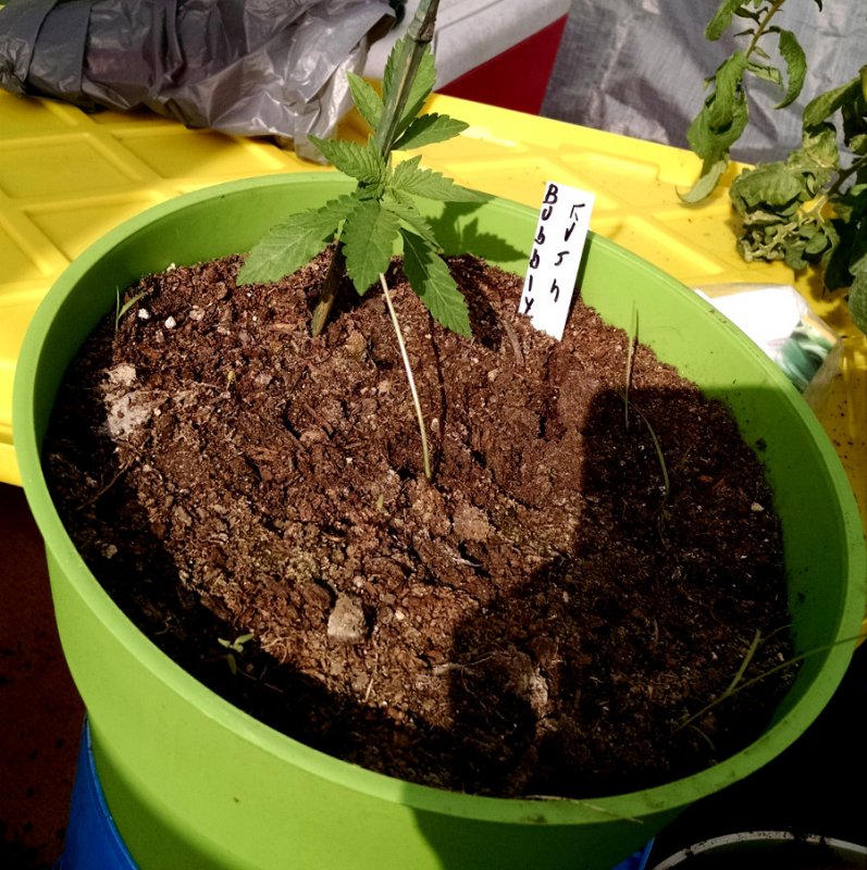 Kind test - soil only plant 2 pic1 -5-23-2016.jpg