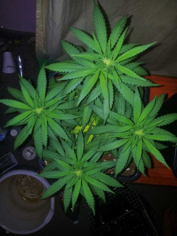 Kinky Cheese Eskob@r Seeds (8).JPG