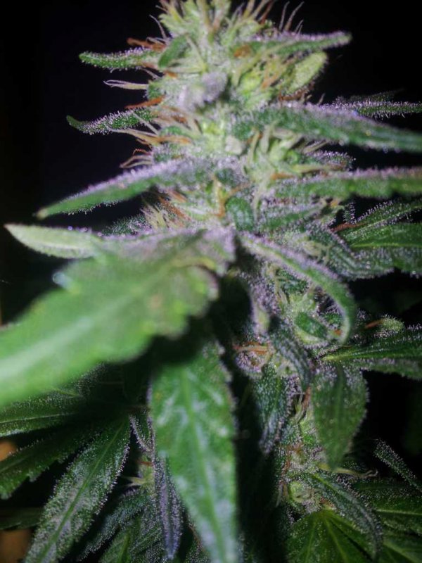 Kinky Cheese Exodus Pheno (1).JPG