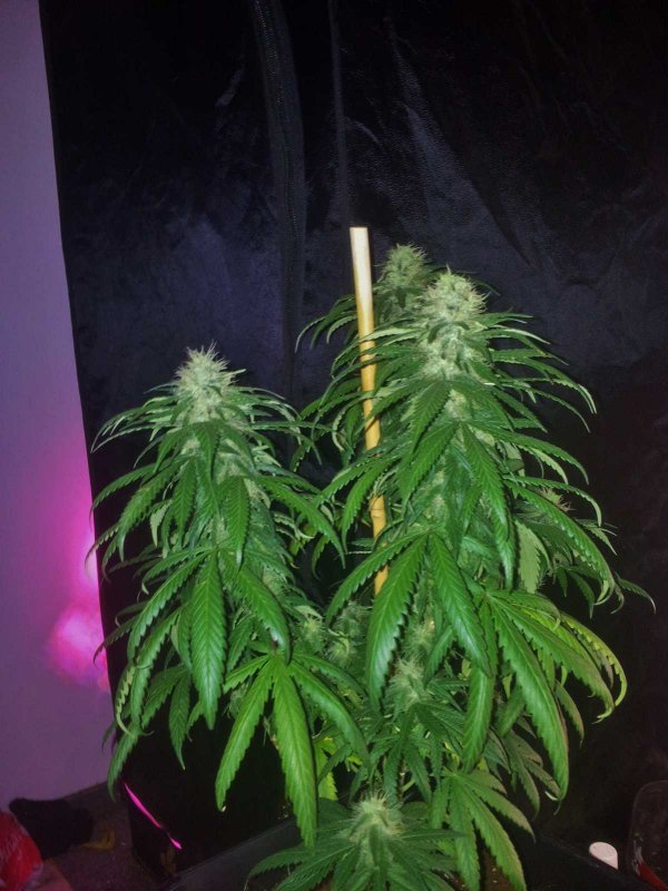 Kinky Cheese Strawberry Bubblegum Pheno Day 54  (1).JPG