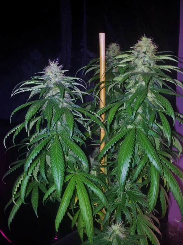 Kinky Cheese Strawberry Bubblegum Pheno Day 54  (2).JPG