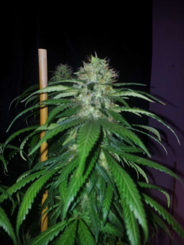 Kinky Cheese Strawberry Bubblegum Pheno Day 54  (3).JPG