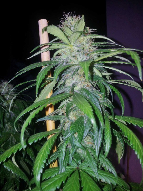 Kinky Cheese Strawberry Bubblegum Pheno Day 54  (4).JPG